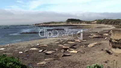 Colony elephant seals (females & pups) at Piedras Blancas, California