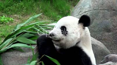 Giant panda eating bamboo