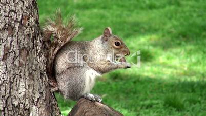 Wild squirrel in the park