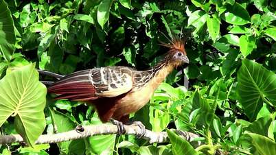 Tropical bird Hoatzin