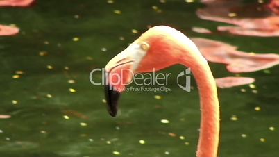 pink flamingo