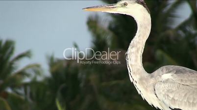 Grey heron at the sea, Maldives