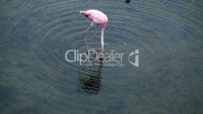 wild pink flamingo