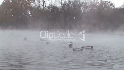 ducks on the lake with hot springs