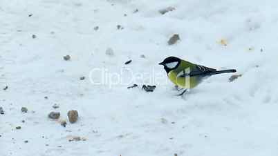 tit pecking seeds in winter