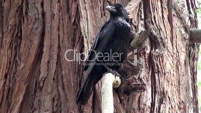 North American Black Ravens at the wood