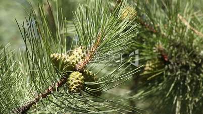 Pine