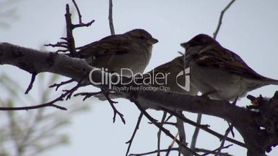 flock of sparrows in winter