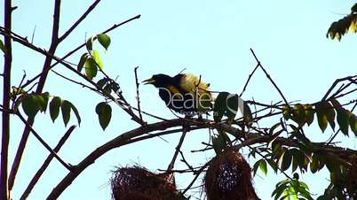 screaming yellow bird, nest weaverbirds