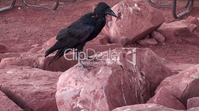 North American Black ravens on the red rock