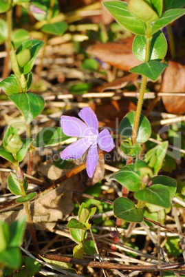 Vinca minor - kleines Immergrün