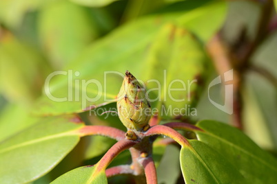 Rhododendronblüte geschlossen