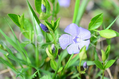 Vinca minor - kleines Immergrün