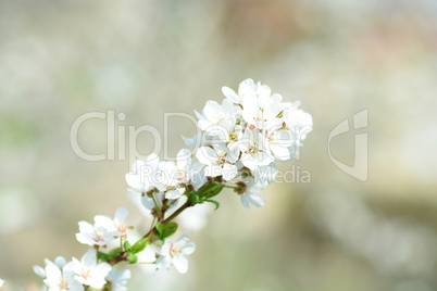 Kirschblüten