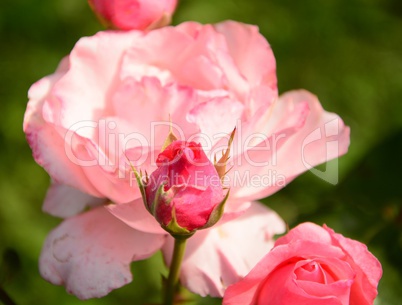 Rosenblüten
