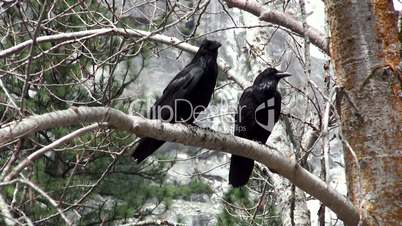Couple of North American Black Ravens on a tree branch