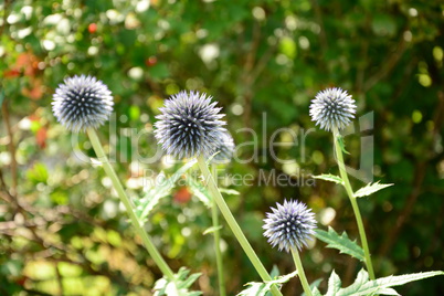 Echinops - Kugeldisteln