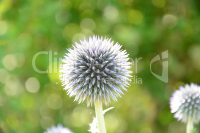 Echinops - Kugeldistel