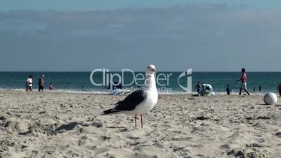 Seagull at Coronado beach. San Diego, California, USA