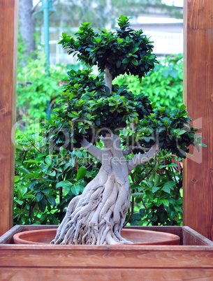 outdoor bonsai