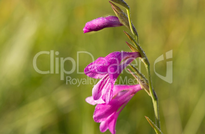 Sumpfgladiole