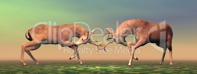 Bucks fighting - 3D render