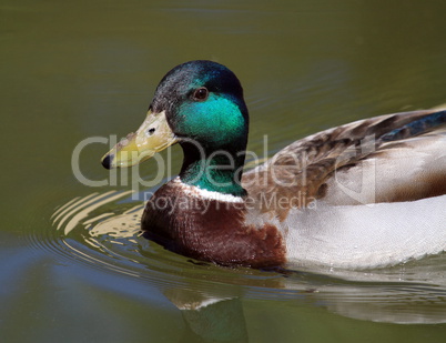 Male mallard duck on water