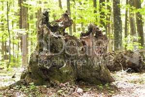 Stump of old tree. Detailed nature photo.