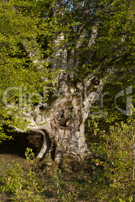 Tree like hand