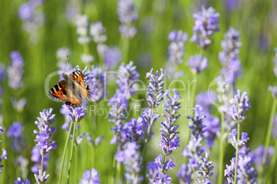 Schmetterling auf Lavendel