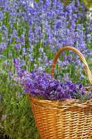 Weidenkorb mit Lavendel
