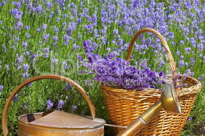 Weidenkorb mit Lavendel und Kupfergießkanne