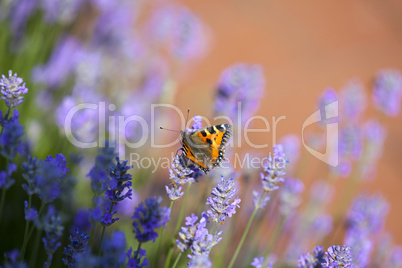 Schmetterling auf blühenden Lavendel