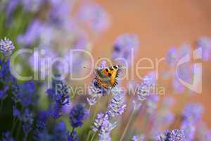 Schmetterling auf blühenden Lavendel