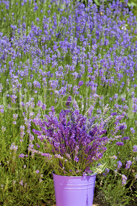 Lavendel in einem Blecheimer