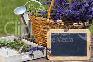 Lavendel Erntezeit