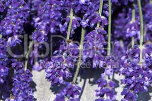 Lavendel Makroaufnahme