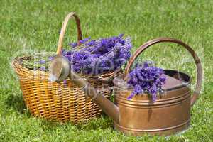Lavendel im Weidenkorb und einer Gießkanne