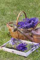Frisch geernteter Lavendel