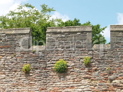 mauerblümchen