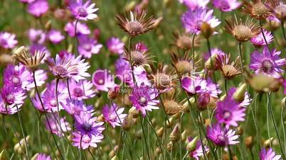 Beautiful wild flowers closeup