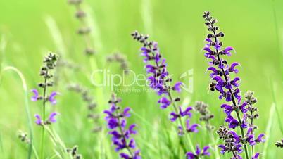 Meadow Clary (Salvia pratensis) in the springtime