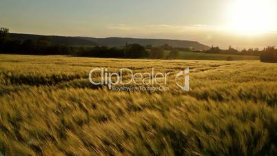 Beautiful cereal field in the sunset light