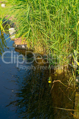 garden pond