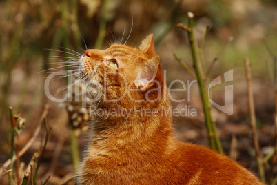 Red cat sitting on green grass