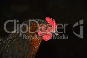 Rooster isolated on black