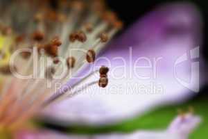 Brombeerblüte - Staubblätter