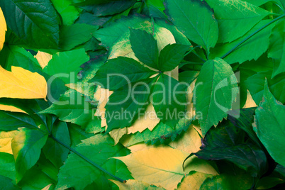 Background of multicolor leaves