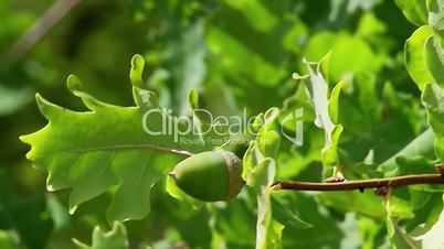 Unripe green acorns on oak branch