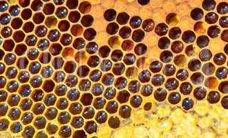 fresh honeycomb